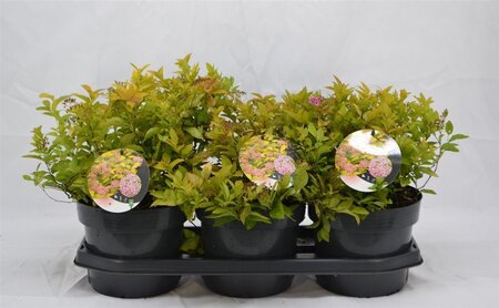 Spiraea jap. 'Golden Princess' 25-30 cm cont. 3,0L - afbeelding 5