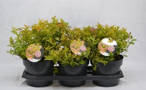 Spiraea jap. 'Golden Princess' 25-30 cm cont. 3,0L - afbeelding 5