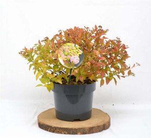 Spiraea jap. 'Golden Princess' 25-30 cm cont. 3,0L - afbeelding 6