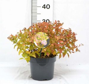 Spiraea jap. 'Golden Princess' 25-30 cm cont. 3,0L - afbeelding 7