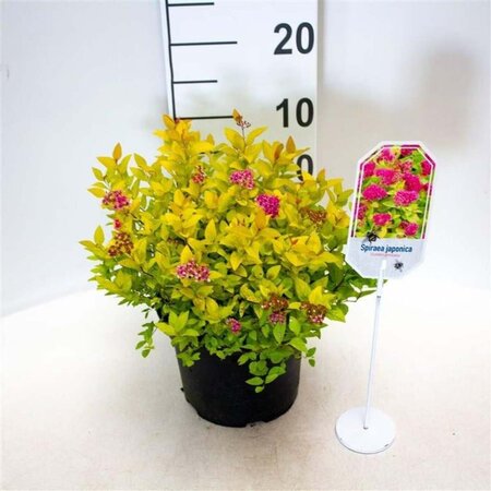 Spiraea jap. 'Golden Princess' 25-30 cm cont. 3,0L - afbeelding 3