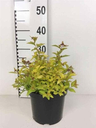 Spiraea jap. 'Golden Princess' 25-30 cm cont. 3,0L - afbeelding 2