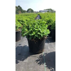 Spiraea jap. 'Little Princess' 20-25 cm cont. 1,5L