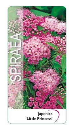 Spiraea jap. 'Little Princess' 25-30 cm cont. 3,0L - afbeelding 3