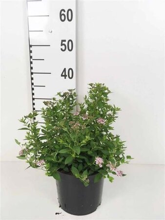 Spiraea jap. 'Little Princess' 25-30 cm cont. 3,0L - afbeelding 1