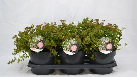 Spiraea jap. 'Little Princess' 25-30 cm cont. 3,0L - afbeelding 5