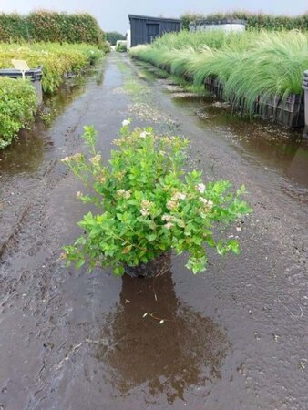 Spiraea jap. 'Little Princess' 25-30 cm cont. 3,0L - afbeelding 8