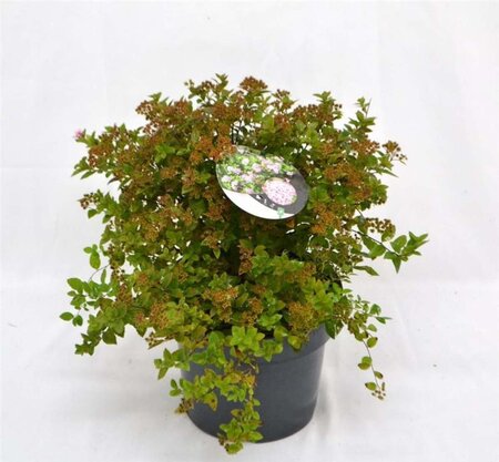 Spiraea jap. 'Little Princess' 25-30 cm cont. 3,0L - afbeelding 6