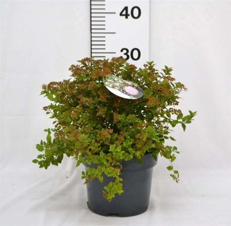 Spiraea jap. 'Little Princess' 25-30 cm cont. 3,0L - afbeelding 7