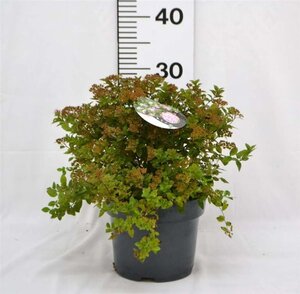 Spiraea jap. 'Little Princess' 25-30 cm cont. 3,0L - afbeelding 7