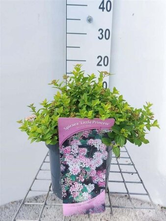 Spiraea jap. 'Little Princess' 40-60 cm cont. 3,0L - afbeelding 1