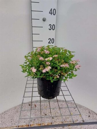 Spiraea jap. 'Little Princess' 40-60 cm cont. 3,0L - afbeelding 2