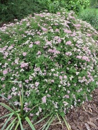 Spiraea jap. 'Little Princess' geen maat specificatie cont. 1,3L - afbeelding 1