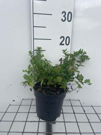 Spiraea jap. 'Little Princess' geen maat specificatie cont. 1,3L - afbeelding 2