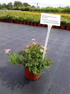 Spiraea jap. 'Little Princess' geen maat specificatie cont. 1,3L - afbeelding 5