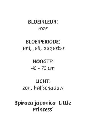 Spiraea jap. 'Little Princess' geen maat specificatie cont. 3,0L - afbeelding 1