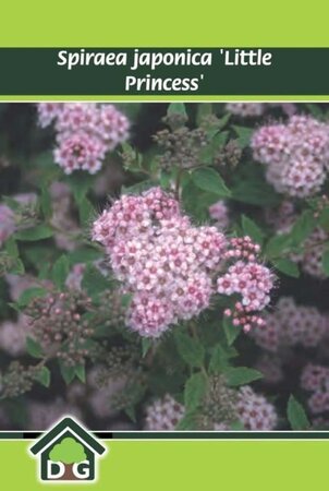 Spiraea jap. 'Little Princess' geen maat specificatie cont. 3,0L - afbeelding 2