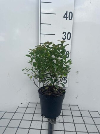 Spiraea jap. 'Manon' geen maat specificatie cont. 1,3L - afbeelding 2