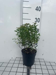 Spiraea jap. 'Manon' geen maat specificatie cont. 1,3L - afbeelding 2