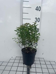 Spiraea jap. 'Manon' geen maat specificatie cont. 1,3L - afbeelding 1