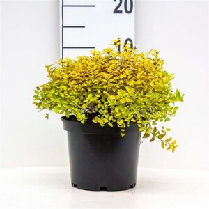 Spiraea Sparkling Champagne 25-30 cm cont. 3,0L