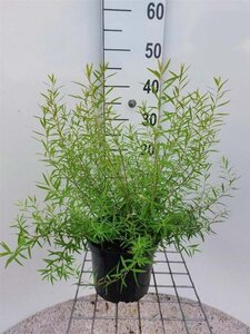 Spiraea thunbergii 30 cm cont. 3,0L