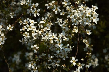 Spiraea thunbergii 40-60 cm cont. 3,0L - afbeelding 2