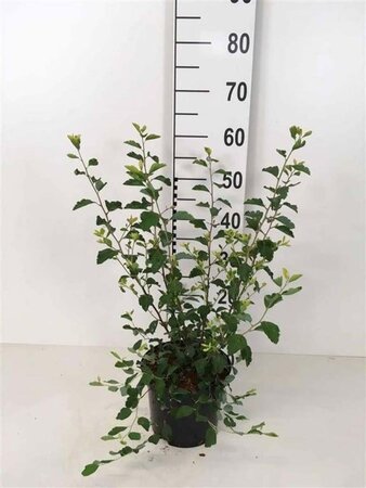 Spiraea vanhouttei 50-60 cm cont. 3,0L - afbeelding 1