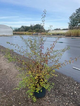 Spiraea vanhouttei 60-80 cm cont. 10L - afbeelding 2