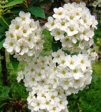 Spiraea vanhouttei 60-80 cm cont. 10L - afbeelding 1