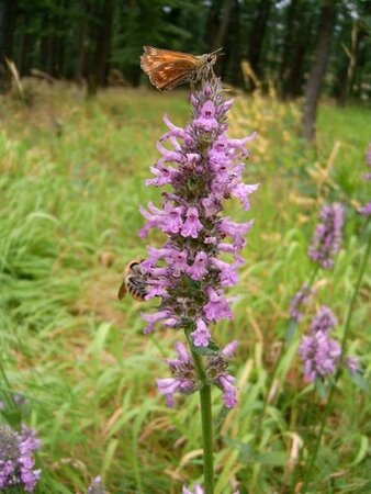 Stachys officinalis geen maat specificatie 0,55L/P9cm - afbeelding 1