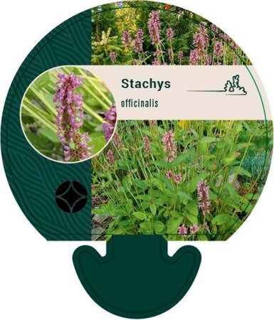 Stachys officinalis geen maat specificatie 0,55L/P9cm - afbeelding 4