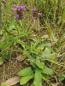 Stachys officinalis geen maat specificatie 0,55L/P9cm - afbeelding 3