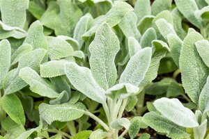 Stachys byzantina 'Silver Carpet' geen maat specificatie 0,55L/P9cm - afbeelding 1