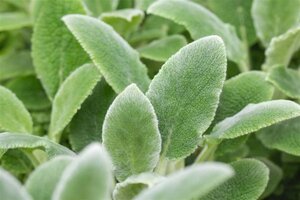 Stachys byzantina 'Silver Carpet' geen maat specificatie 0,55L/P9cm - afbeelding 2