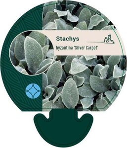 Stachys byzantina 'Silver Carpet' geen maat specificatie 0,55L/P9cm - afbeelding 6