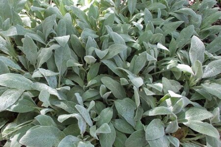 Stachys byzantina 'Silver Carpet' geen maat specificatie 0,55L/P9cm - afbeelding 3