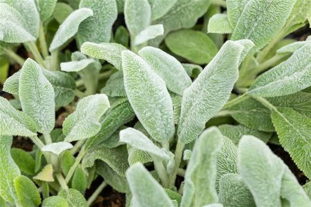 Stachys byzantina 'Silver Carpet' geen maat specificatie 0,55L/P9cm - afbeelding 4