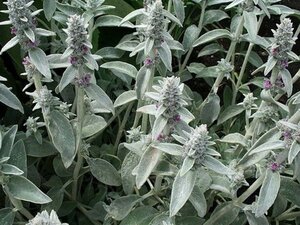 Stachys byzantina geen maat specificatie 0,55L/P9cm - afbeelding 1