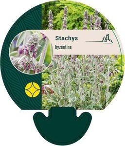 Stachys byzantina geen maat specificatie 0,55L/P9cm - afbeelding 4