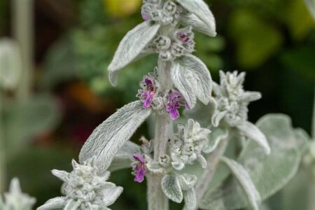 Stachys byzantina geen maat specificatie 0,55L/P9cm - afbeelding 2