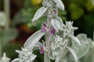 Stachys byzantina geen maat specificatie 0,55L/P9cm - afbeelding 2