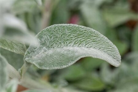 Stachys byzantina geen maat specificatie 0,55L/P9cm - afbeelding 3