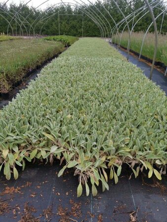 Stachys byzantina geen maat specificatie 0,55L/P9cm - afbeelding 6