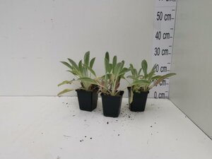 Stachys byzantina geen maat specificatie 0,55L/P9cm - afbeelding 7