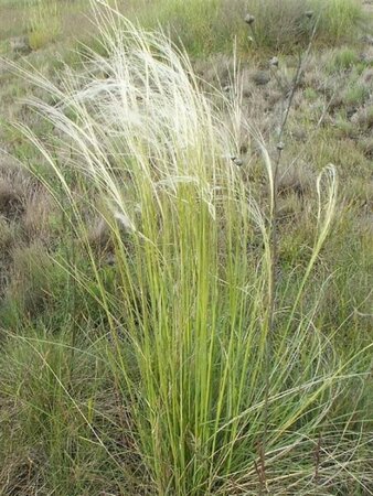 Stipa capillata geen maat specificatie 0,55L/P9cm - afbeelding 1