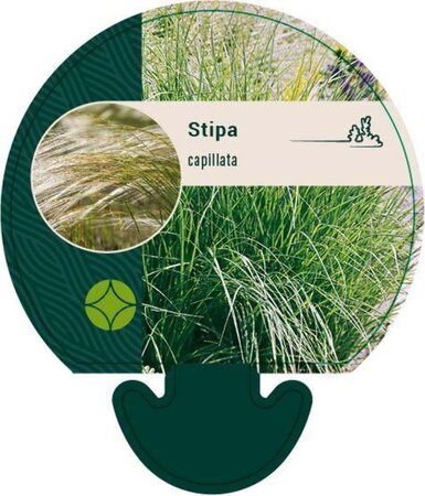 Stipa capillata geen maat specificatie 0,55L/P9cm - afbeelding 2