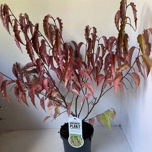 Stachyurus chin. 'Celina' 50-60 cm cont. 3,0L - afbeelding 1