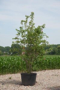 Staphylea elegans 250-300 cm cont. 230L meerstammig - afbeelding 1