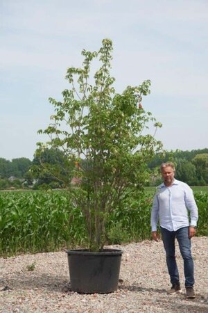 Staphylea elegans 250-300 cm cont. 230L meerstammig - afbeelding 2